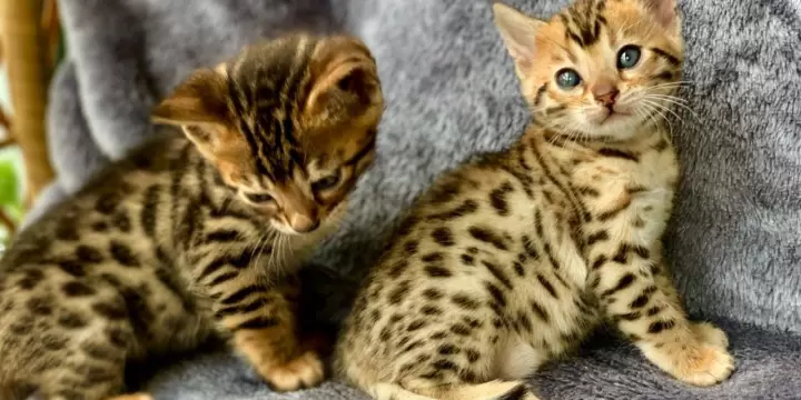 Magnifiques chatons bengal lignée prestigieuse