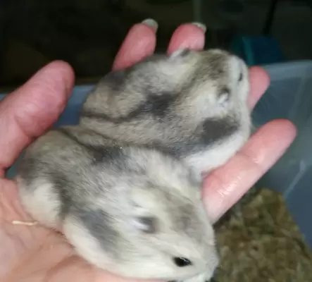 Bébé hamster nain