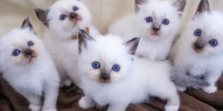Superbes chatons sacré de birmanie