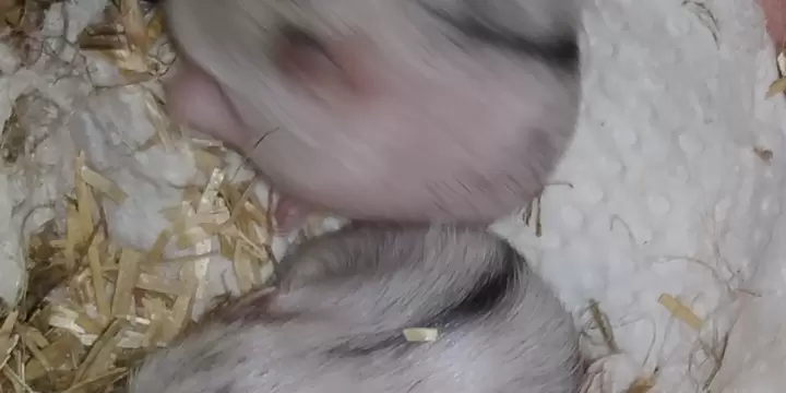 Bébé hamster nain