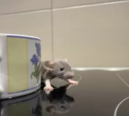 Bébés rats / Ratten Babys